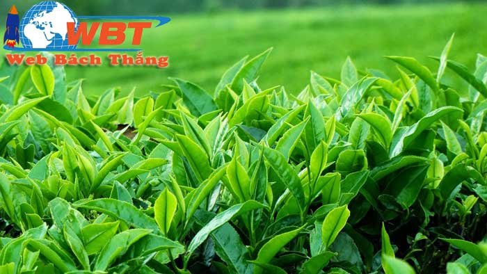 Thiết kế website bán chè mạn