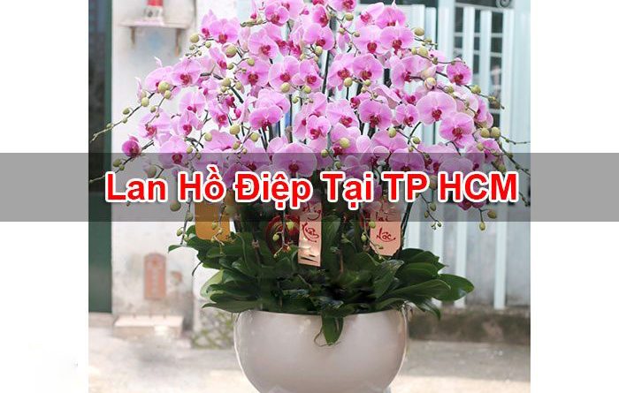 Lan Hồ Điệp Tại TP HCM