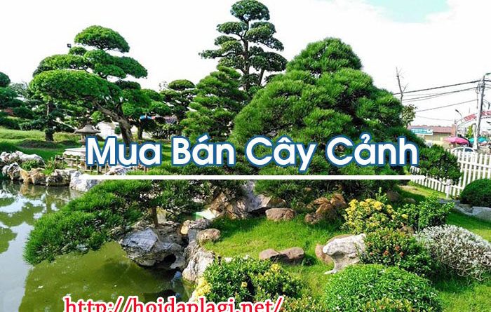 Mua Bán Cây Cảnh