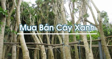 Mua Bán Cây Xanh