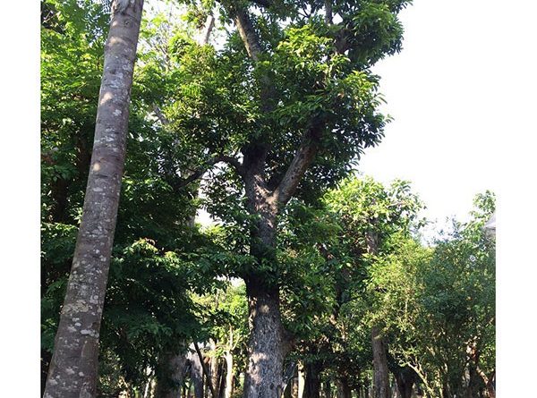 Mua Bán Cây Chay