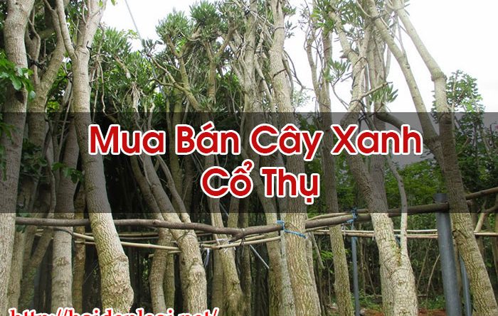 Mua Bán Cây Xanh Cổ Thụ