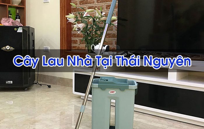 Cây Lau Nhà Tại Thái Nguyên