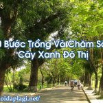 10 Bước Trồng Và Chăm Sóc Cây Xanh Đô Thị Đúng – Hỏi Đáp Là Gì BT