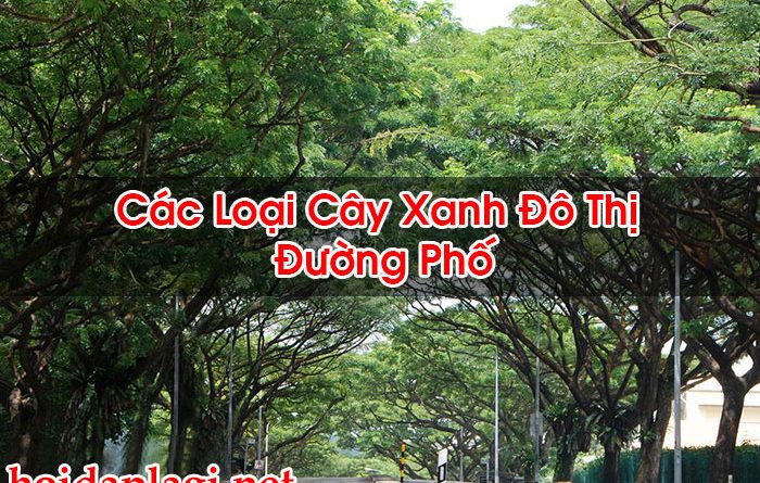 Các Loại Cây Xanh Đô Thị