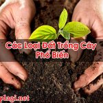 Các Loại Đất Trồng Cây Phổ Biến Đảm Bảo Tốt Nhất – Hỏi Đáp Là Gì BT