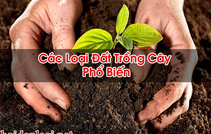 Các Loại Đất Trồng Cây