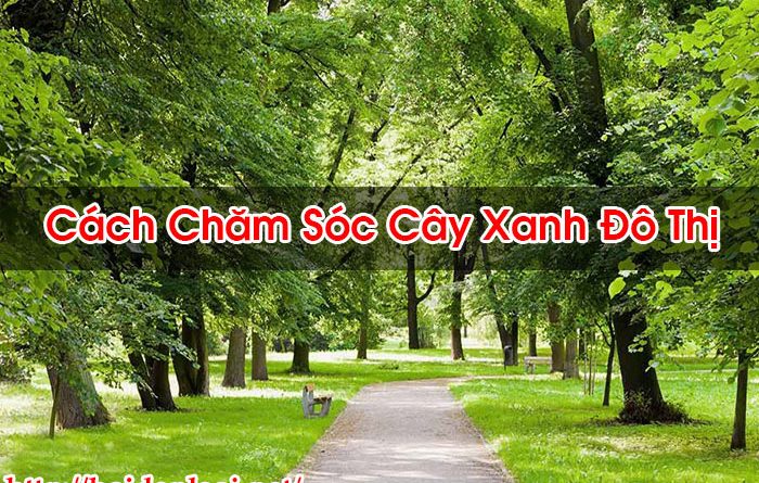 Cách Chăm Sóc Cây Xanh Đô Thị