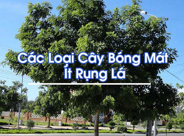 Cây Bóng Mát Ít Rụng Lá