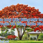 Các Loại Cây Bóng Mát Trong Vườn Và Trồng Trước Nhà – Hỏi Đáp Là Gì